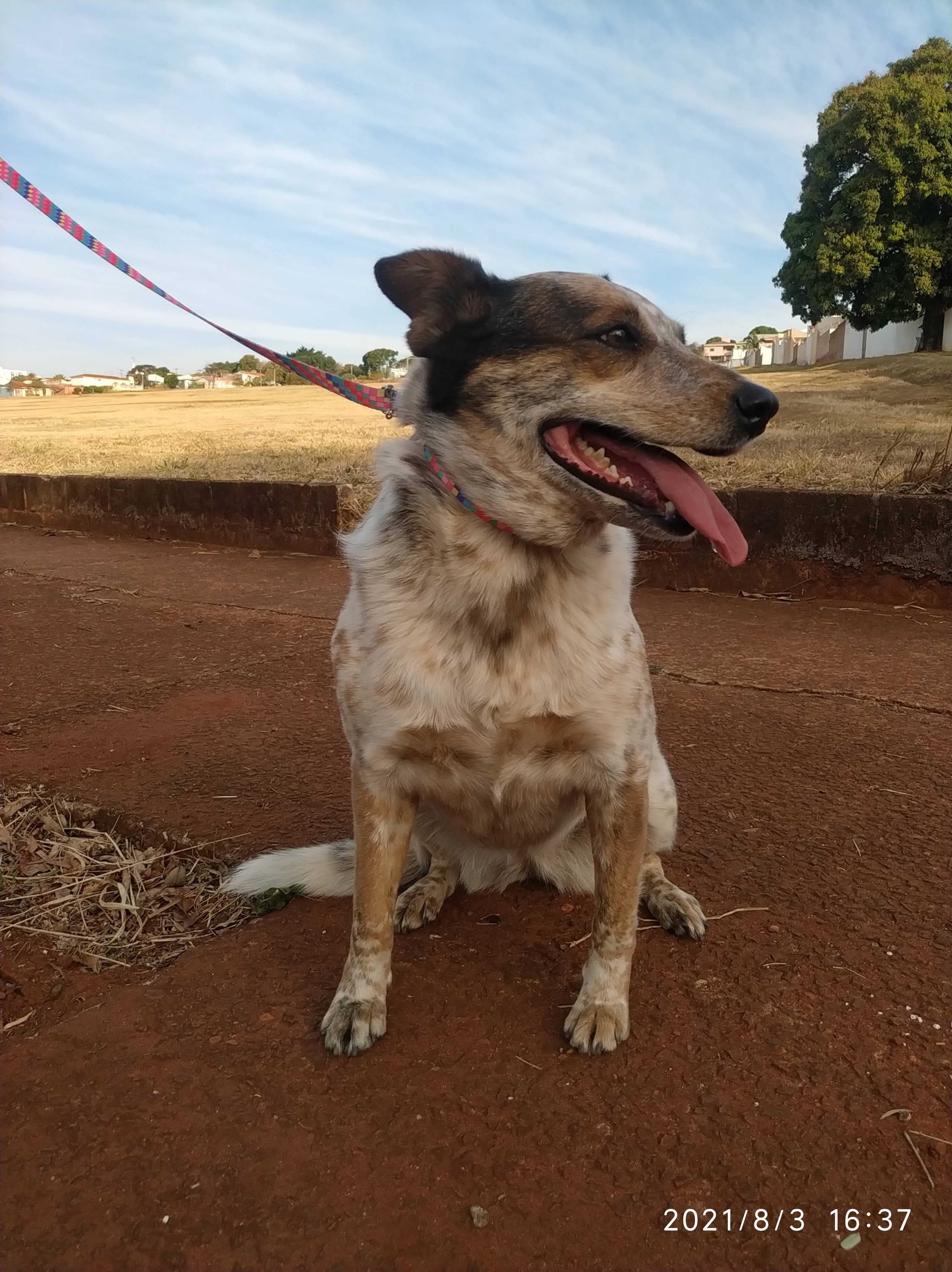 Pet Sitter Landing Image